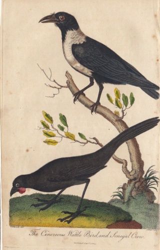 1803 Antique Bird Engraving - Cinereous Wattle Bird & Senegal Crow - G.  Edwards