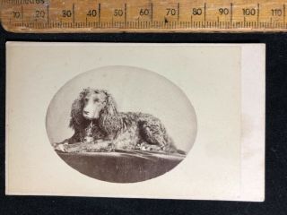 C Antique C 1800s W Heath Plymouth Spaniel Dog Victorian B&w Photo Cabinet Card