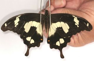 Papilionidae Papilio Hesperus Pair Very Rare Female From Cameroon