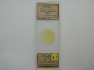 Antique Microscope Slide.  Fossil Diatoms From Rappahannah Cliffs.  By Norman