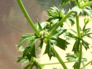 Queensland Eryngo,  Sawtooth Parsley - Eryngium Expansum - Edible,  Rare - 20seeds