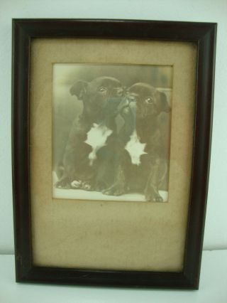 Antique Black & White Photo Of Pug Puppies In A Framed