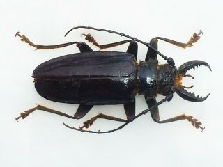 Very Rare Prioninae Anthracocentrus Capensis Male Huge Xxl 64mm,  Namibia
