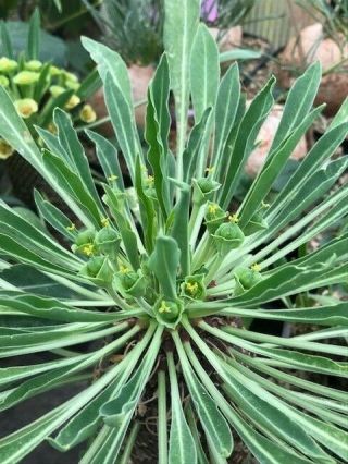 Euphorbia Bupleurifolia " Seeds " African Rare Succulent Caudex