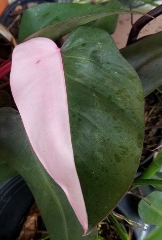 Philodendron erubescens Pink Princess RARE variegated plant 2