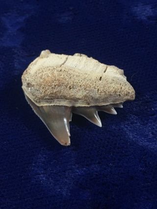 Rare Peruvian Hexanchus Gigas Fossil Sixgill Cow Shark Tooth