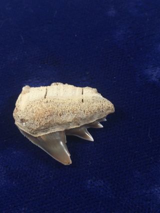 Rare PERUVIAN hexanchus Gigas Fossil Sixgill Cow Shark Tooth 2