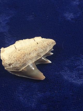 Rare PERUVIAN hexanchus Gigas Fossil Sixgill Cow Shark Tooth 3