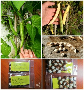 Pole Bean  Tuvaglieda  30 Top Quality Seeds - Extremely Rare - Climbing Bean