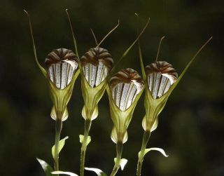 Pterostylis Truncata (adult),  Bizzare,  Miniature Orchid - Ultra Rare