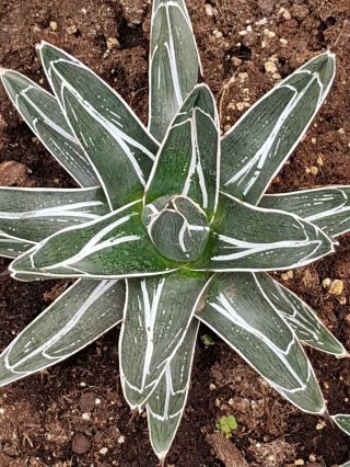 Very Rare Clone Agave Pintilla Very Hard To Find Not Often Offered