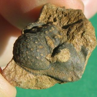 Very Rare Trilobite Fossil Cephalon Plesiomalvinella Boulei