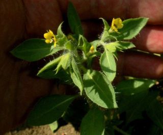 Small Henbane - Hyoscyamus Pusillus - Rare Annual Herb - 25 Fresh Seeds