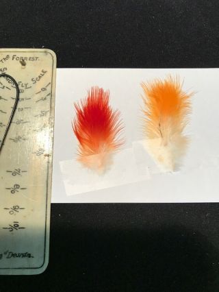 Cock Of The Rock Cotr Feathers Salmon Fly Tying Flies Rare