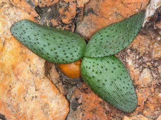 Big Brunsvigia Namaquana - Extremely Rare Bulbous Ornamental Plant,  Geophyte