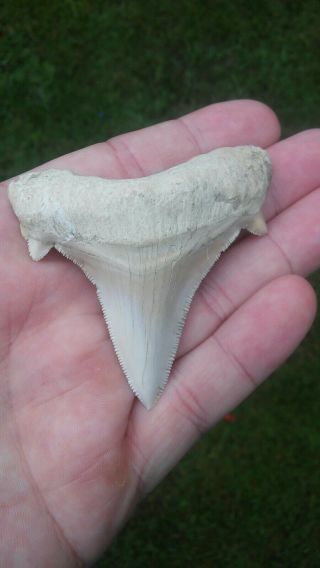 Rare Sharp White Fossil Shark Tooth 2 5/8 " Sc Auriculatus Natural Not Megalodon