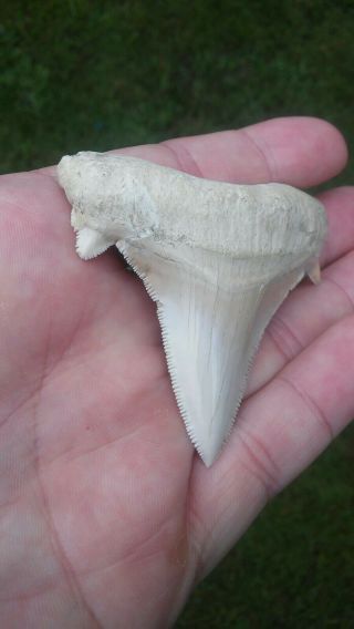 Rare Sharp White fossil Shark tooth 2 5/8 