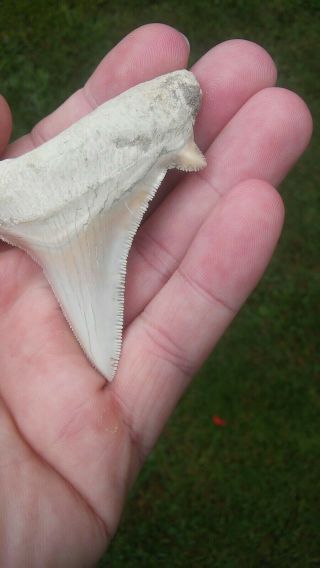 Rare Sharp White fossil Shark tooth 2 5/8 