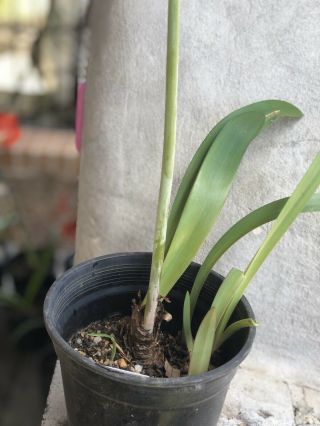 Rare Bulb - Hippeastrum petiolatum (in Flower - Rcv actual Bulb 7) 2