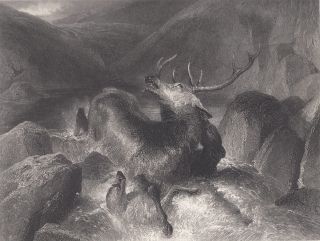 Dog Hunting Red Stag Deer Antique Steel Engraving 1879 By Edwin Landseer