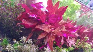 Rare Alternanthera Reineckii Mini Variegated Live Aquarium Aquatic Plant Plants
