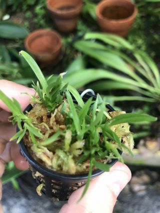 Angraecum Compactum Compot 10,  Seedlings Rare Orchid Species