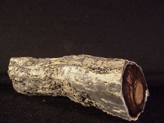 Rw " Rare " 6 1/2 " Long " Petrified Wood Limb " From Eagles Nest In Oregon