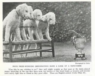 Bedlington Terrier Champions Vintage Photograph Image 1919 Rare Art Print