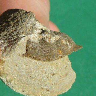 Very Rare Trilobite Fossil Cephalon Cryphaeoides Rostratus