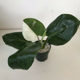 Rare Variegated Philodendron White Wizard Cutting - Aroid - Monstera 2