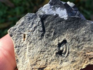 Rare Unprepared Trilobite From Belgium - Proteid And Scutellid Natural Fossil