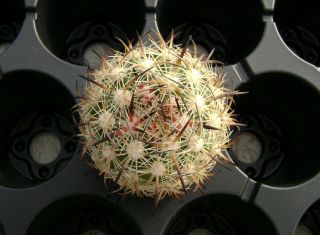 Echinomastus Durangensis Mmr 130.  1 Own Roots Rare Cactus 09207