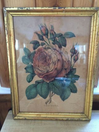 Antique Currier And Ives Print.  " The Rose ".  Hand Painted.  Frame.