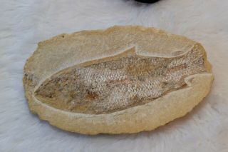 Antique Fish Fossil In A Half Slab Of Rock W/flakes