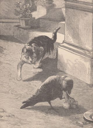 Cat Interupts Raven Bird Crow Stealing His Dinner Antique Cat Print 1887