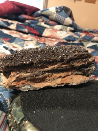Petrified Wood With Smokey Quartz Bark Rare