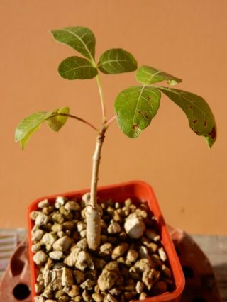 Commiphora Gileadensis - Succulent - Caudex - Rare - Oman - Dhofar - Seedling