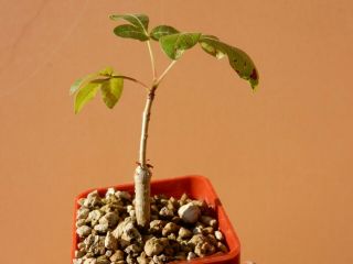 Commiphora gileadensis - Succulent - Caudex - Rare - Oman - Dhofar - Seedling 2