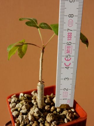 Commiphora gileadensis - Succulent - Caudex - Rare - Oman - Dhofar - Seedling 3
