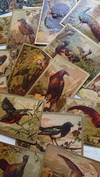 Batch 30 Antique French School Cards Animals Of The World C1890