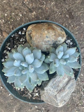 Pachyveria Blue Hybrid Hardy Rare Succulent Plant In 6 In Container 2 Pack