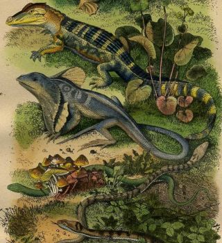 1839 Reptiles Antique Guerin Engraving Handcolored Print Plate Natural History
