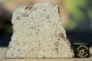 NWA 8362 HED Howardite Meteorite huge 14.  5 gram part slice of rare Achondrite 2
