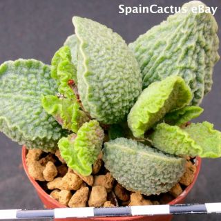 Adromischus Marianiae Cv.  Limax Arion King Size Hybrid Rare Succulent Plant13/10