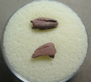 2 Extremely Rare Unguals (claws),  Triassic Age,  Quay County,  Nm
