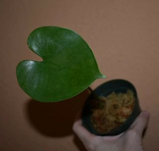 Amydrium Humile - Rare Aroid - Crawling Glaucous Heart Shaped Leaves - Only One