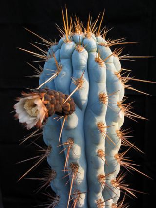 Azureocereus Hertlingianus Exotic Cactus Rare Cacti Browningia Seed 100 Seeds