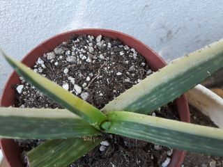 Aloe Saponaria Highly Variegated Half Moon Plant Rare Cactus Succulent