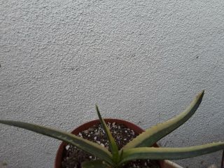 Aloe Saponaria Highly Variegated Half Moon Plant RARE Cactus Succulent 2