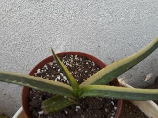 Aloe Saponaria Highly Variegated Half Moon Plant RARE Cactus Succulent 3